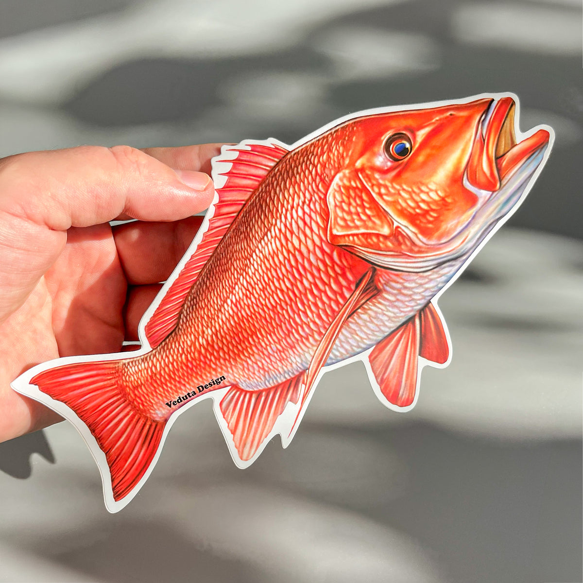 Red Snapper sticker held in hand, Gulf of Mexico reef fish saltwater fishing decal