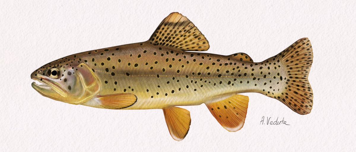 Apache trout illustration by VEDUTA DESIGN — fishing art for anglers