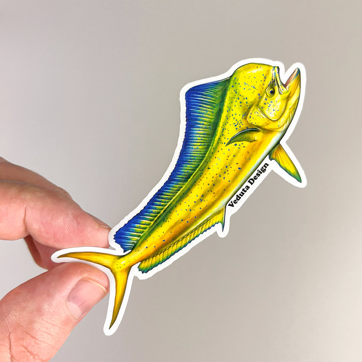 Dolphinfish sticker held in hand at an angle, Mahi-Mahi fishing decal
