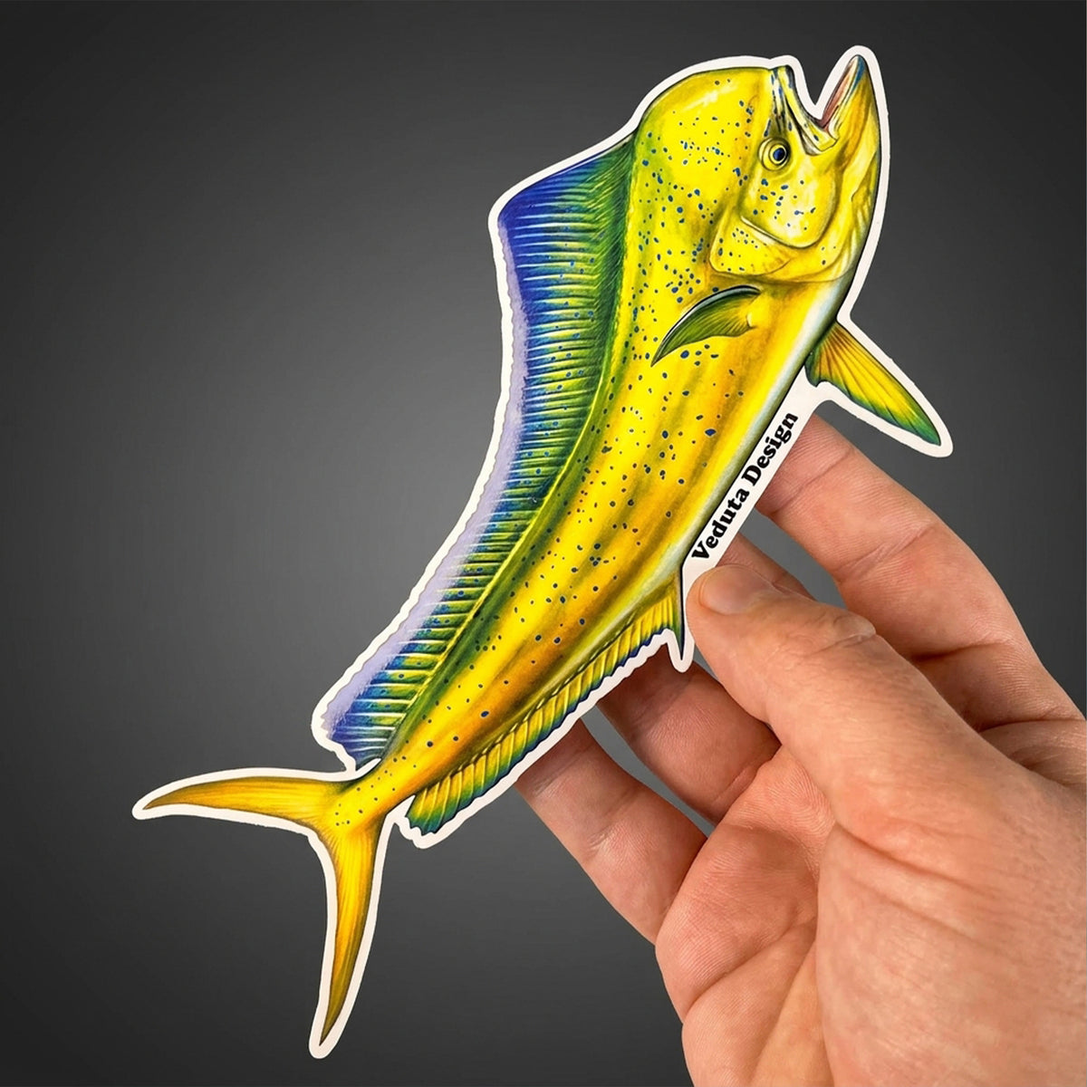 Dolphinfish sticker held in hand against a dark background, Mahi-Mahi fishing decal